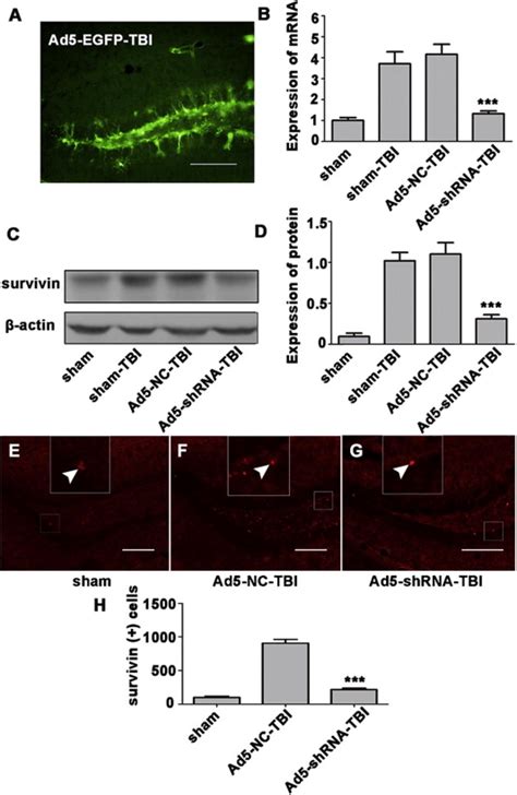 Downregulation of survivin regulates adult hippocampal