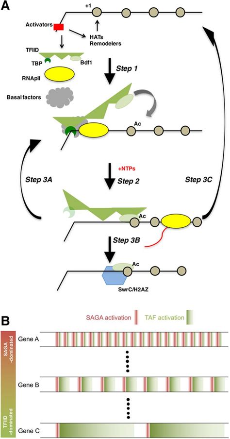 Downstream promoter interactions of TFIID TAFs ... - ResearchGate