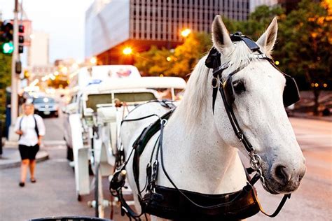 Downtown Carriage Horse Bites Tip Off Tourist