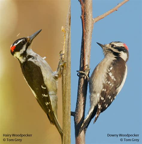 Downy and Hairy Woodpeckers BirdNote