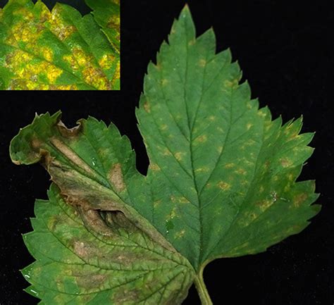 Downy mildew control on roses - MSU Extension