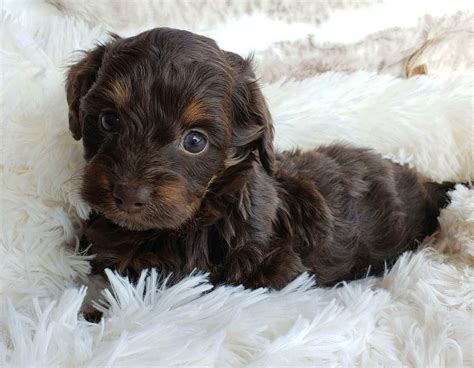 Doxiepoo puppies for sale. Tiny to F1b Doxiepoo young puppy for sale. This little individual is 3/4 poodle and 1/4 long hair dachshund. He is... Pets and Animals Goshen 275 $ View pictures. Cute Doxiepoo Puppy Sweet F1b Doxiepoo young puppy (3/4 toy poodle 1/4 dachshund) Has been raised in the house around other animals and... Pets and Animals ... 