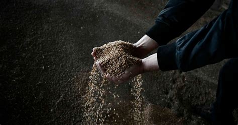 Dozen EU countries blast Commission’s deal to restrict Ukrainian grain