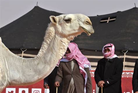 Dozens of camels ejected from annual Saudi Arabia beauty contest …