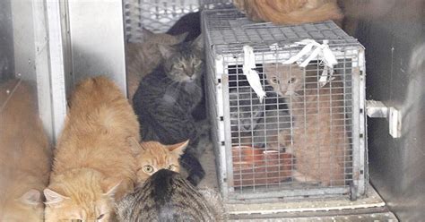 Dozens of cats at Johnstown home to be rescued