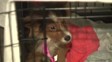 Dozens of dogs rescued from Dania Beach home recovering at Broward Animal Care, local shelters