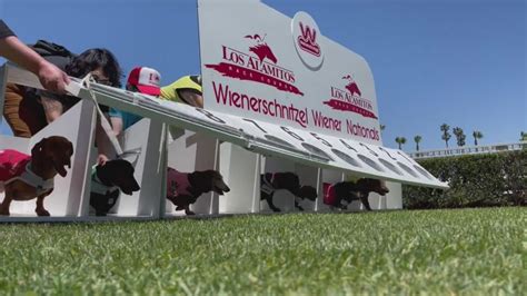Dozens of pups prepare for Wiener Nationals dog race in O.C.