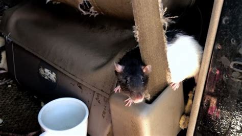 Dozens of rats living inside van in North County rescued