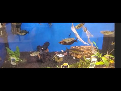 Dr jacks aquatics and exotics. We can help you find the perfect pet for you and your family. J&F Aquatic & Exotics looks forward to seeing you at our pet store. Email: JFexoticaquatic@gmail.com Read More. Headquarters: 506 Terry Pkwy Ste E, Terrytown, Louisiana, 70056, United States. Phone Number: (504) 433-2161. Website: www.jandfaquaticsandexotics.com. 