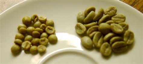 Dr. Oz: Green Coffee Bean Extract Helps Speed Weight Loss Up …