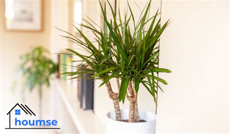 Dracaena: Corn Plant Care Indoors (Full Guide) - Houmse