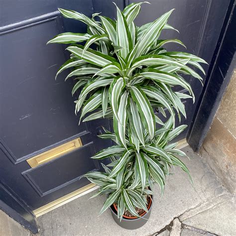 Dracaena compacta. The canes are sturdy, lending an unexpected architectural element to the whimsical foliage. As a Dracaena grows, it maintains its upright appearance making it perfect for blank walls, spots behind … 
