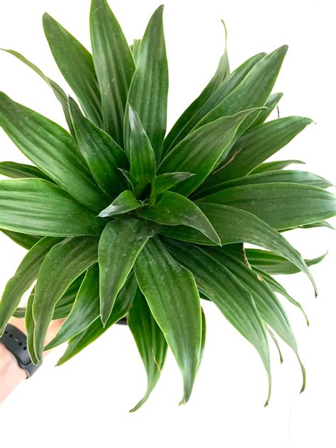Dracaena janet craig. 'Janet Craig' Dragon Plant Dracaena deremensis 'Janet Craig' Size: 12 to 15 feet tall and 2 to 4 feet wide; smaller indoors, to 3 feet tall. Thick masses of lance-shaped dark green leaves give a full, lush appearance. Young plants are tidy with upright foliage. 