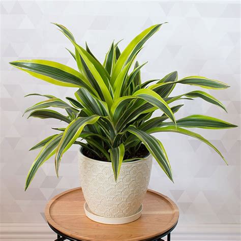 Dracaena lemon lime. Jan 13, 2024 · Lemon Lime Dracaena has a slow growth rate, averaging about 6 inches a year as it grows to its usual indoor height of about 6 feet with a spread of up to 3 feet. Outdoors, a mature Lemon Lime Dracaena can be as tall as 20 feet, taking the form of a tree as the lower leaves die off, exposing the trunk. 