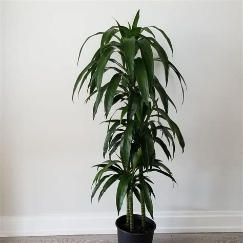 Dracaena lisa. Dracaena Lisa Cane. Another variety from southeast Africa that will bring some oasis into your home. Dracaena Lisa Cane has long and glossy green leaves and if the tips become brown, feel free to prune them. Bonus care tip: Find a location where it will receive bright indirect light and assess the plant’s watering needs before applying water ... 