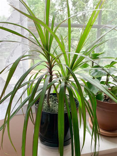 Dracaena plant indoor care. Remove the loose dirt around the plant and carefully peel it from its base when you’re ready to repot it. Remove any dark, mushy roots with a pruner. Half-fill a new, sterile pot with the correct potting soil. Fill the remaining space in the pot with dirt and your Bulk Cane plant. Then, water thoroughly. 