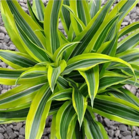 Dracena plant care. Things To Know About Dracena plant care. 