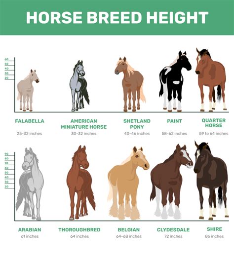 Draft Horse Height – Breed Comparison - Best Horse Rider