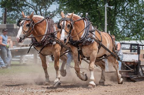Draft Horse Pulling Calendar