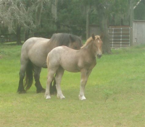 Draft Horses for Sale Clover Oaks Farm