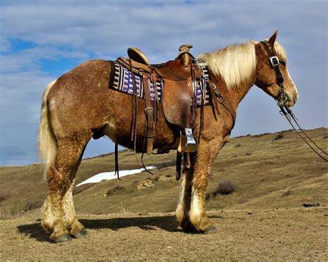 2023 Palomino Draft Horse Cross Filly &dollar;3,000 P