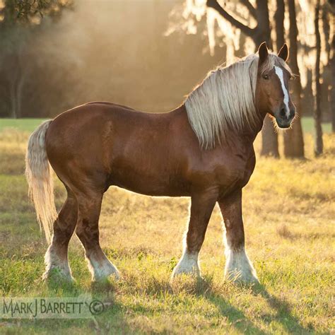 Draft horse