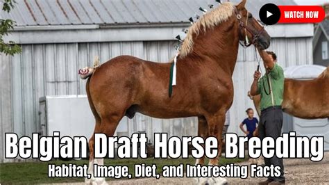 The American Brabant Association was formed in 1999 to conserve and promote the breed. Brabants are heavy, thick horses used for agricultural work and are the heaviest of all draft breeds. Males stand 16-17 hands and weigh between 2,000 and 3,000 lbs. Females are slightly smaller at 14-15 hands and between 1,500 and 2,00 lbs.. 