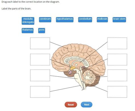 Study with Quizlet and memorize flashcards containing terms like Drag each label to the appropriate location on the diagram of a homeostasis pathway., Drag the appropriate labels to their respective targets., IN ___ diabetes, target cells do not respond normally to insulin. in _____ diabetes, no insulin is produced IN ____ & _____ diabetes, glucose …. 