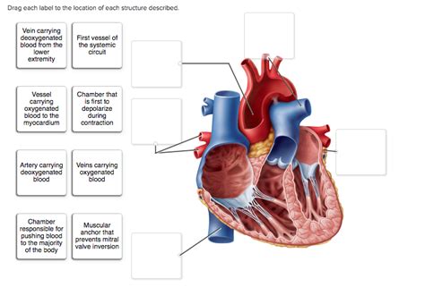 Drag each label to the location of each structure described.. Drag each label to the location of each structure described. Explanation: The heart functions to first pump deoxygenated blood returning from the body to the lungs in order to release carbon dioxide and 