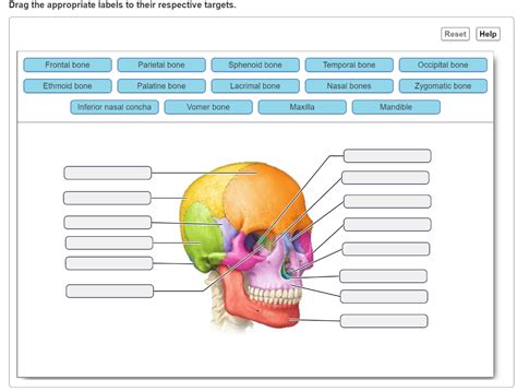 Here’s the best way to solve it. 1. Skull: The skull is a bony structure which protects the br …. Art-labeling Activity: Figure 7.4b 22 of 118 Review Part A Drag the appropriate labels to their respective targets. Reset Help Sagittal suture Lambdoid suture Sutural bone Superior nuchal line External occipital protuberance External occipital .... 