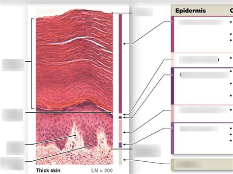 Drag the labels onto the diagram to identify the integumentary structures. ANSWER: Answer Requested Exercise 7 Review Sheet Art-labeling Activity 2 Identify the epidermal layers. Part A Drag the labels onto the diagram to identify the layers of the epidermis. Nails Skin, hair, and nails Skin Hair Reset Help arrector pili muscle sebaceous (oil ... . 