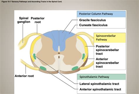 Drag the labels to identify sensory pathways. - Part A Prag the labels to identify sensory pathways Reset Help Posterior Column Pathway Spinal ganglion Posterior root Anterior spinothalamic Posterior Sinocerebellar tract Spinocerebellar Pathway Anterior Dinocerebellar tract Lateral spinothalamic Cunoate fasciculus Gracile fasciculus Anterior .... 
