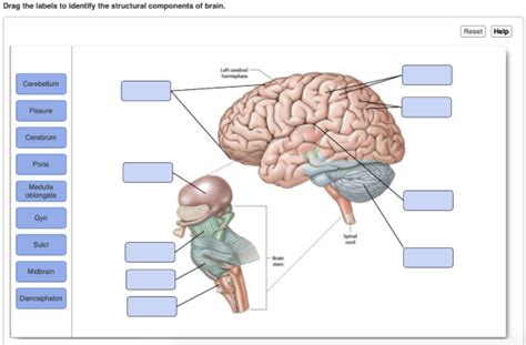Drag the labels to identify the structural components of brain. Study with Quizlet and memorize flashcards containing terms like Drag the labels onto the diagram to identify structural features associated with skeletal muscle., Drag the labels onto the diagram to identify structural features associated with skeletal muscle., Drag the labels onto the diagram to identify the levels of organization in a skeletal muscle. and … 