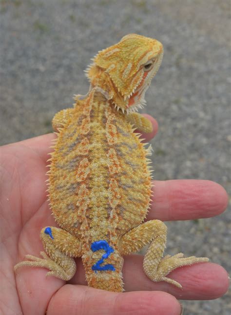 Draggintails Llc. 5.0 (30) Chuckey, Tennessee MorphMarket Member SCREAMING Yellow & Blue Central Bearded Dragon Baby/Juvenile Pogona vitticeps. US$350.00. Inquire to Buy Description: Hypo Citrus Tiger possible het translucent female. Strong, voracious feeder. Excellent conformation. .... 