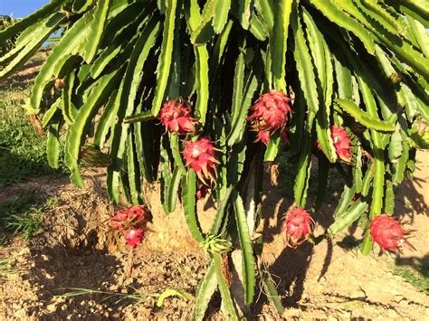 Dragon fruit farm. The Story Behind Gravity Farms. ICT Engineer, Mr Anthony Mugambi Kinoti recounts falling in love with the dragon fruit in 2015 after being offered a piece by a friend. When the fruit was cut, the inside looked fleshy with black seeds. The “king of dragon fruits,” as he can be described, took a bite and found the taste to be unique. 