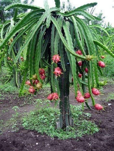 Dragon fruit tree. Soil. Grow dragon fruit in well- to free-draining soil. As a cactus, dragon fruit will rot in poorly draining soils. If the soil does not drain well, consider growing in raised beds or large pots (at least 500 mm wide) filled with a free-draining mix. Before planting, enrich the soil with organic matter, like Yates Dynamic Lifter Soil Improver ... 