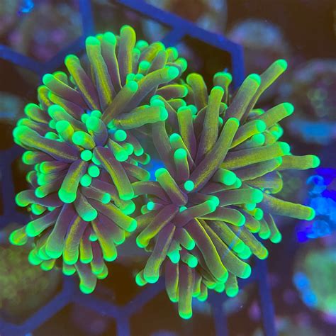 Dragon soul torch. Description. Coral is on a 3/4″ frag plug! Water Conditions: PH:8.1-8.4, 72-78 F., specific gravity 1.023-1.025, dKH 8-12. The Euphyllia Torch Coral is a large polyp stony (LPS) coral, often referred to as Trumpet Coral or Pom-Pom Coral. It has long and flowing polyps with single rounded tips which are visible throughout the day and night ... 