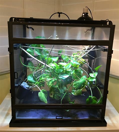 A Dragon Strand look back on 2018. 2018 has been a year of growth as we at Dragon Strand have been hard at work transitioning our chameleon cage building to the next level. My goal is to get the company back to having inventory on the shelf so orders are fulfilled within days of them being placed. Thus we must grow our infrastructure..