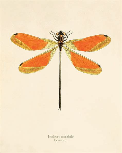 Dragonfly Prints - Etsy