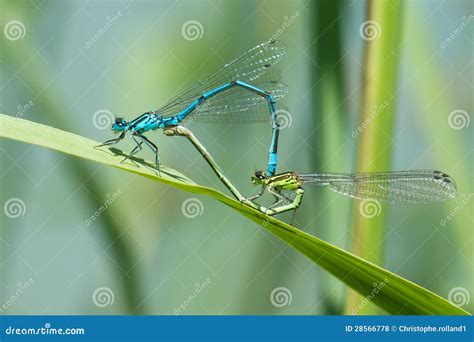 🔥 Dragonflylovers Onlyfans Leaked [PPV]