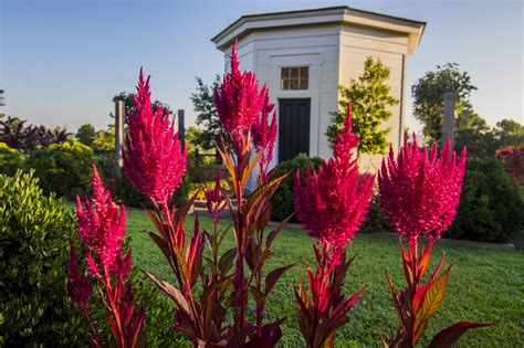 Dragons breath flower. Park Seed Dragon's Breath Celosia Seeds - Celosia Flower Seeds - Pack of 10 Seed. 3.7 out of 5 stars 183. $6.95 $ 6. 95 ($0.70/Count) FREE delivery Oct 20 - 23 . Dragon's Breath Pepper Plant Seedlings, 2 Live Super Hot Chili Plants – 2 to 3 Month Old Pepper Seedlings for Garden or Container Planting – USA Grown with Careful Delivery ... 