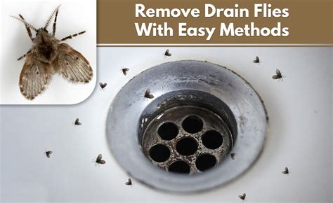 Drain bugs. Moisten the drain by pouring 2 to 4 liters of warm water. Clean the sides of the pipe with a metal pipe brush. You can also use a drain snake to pull out the organic matter. Make sure to scrub under the rubber drain skirt - an area where buildup goes unnoticed! Coat the sides of the pipe with a drain cleaning gel. 