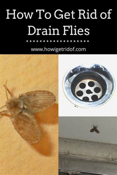 Drain flies removal. Do not assume that occasionally pouring harsh cleaners down drains will prevent or remove the slime layer housing the drain fly larvae. Once established, the ... 