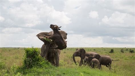 Dramatic photos show elephant flinging buffalo into the air