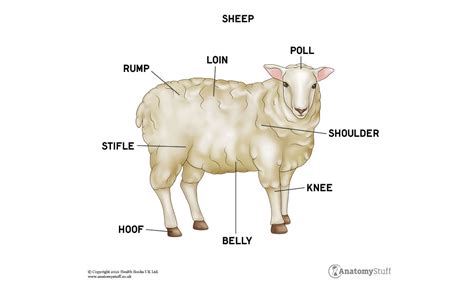 Draw A Label Diagram Of A Sheep