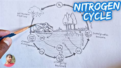Draw A Neat Labelled Diagram Of Nitrogen Cycle In Nature