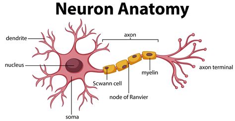 Draw A Neuron And Label Its Parts Q10 A Draw The Structure Of Neuron