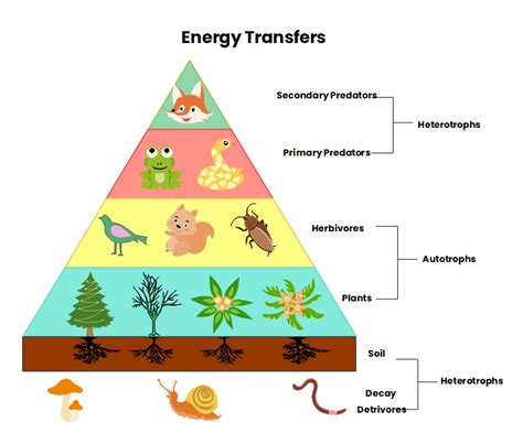 Draw An Example Of An Energy Pyramid