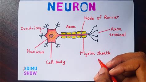 Draw And Label A Neuron