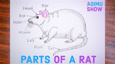 Draw And Label Rat